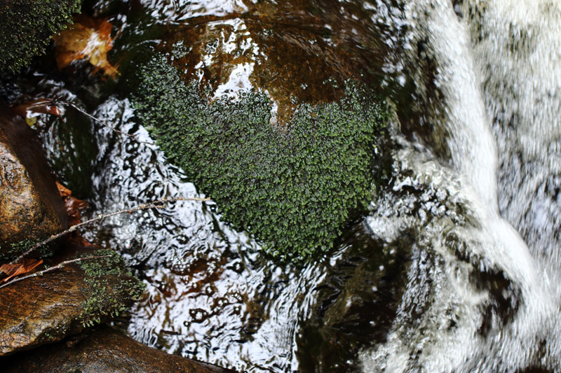 Scapania undulata
